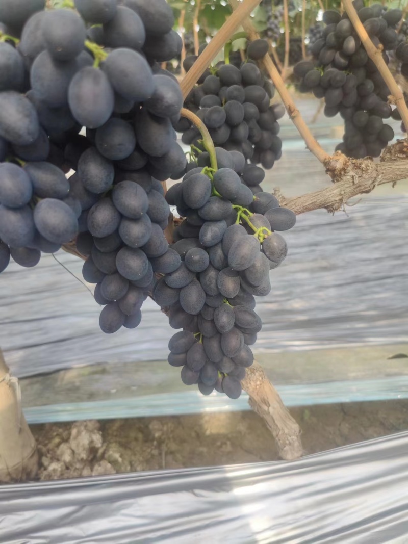 a17葡萄河北衡水饶阳县葡萄种植基地保质保量