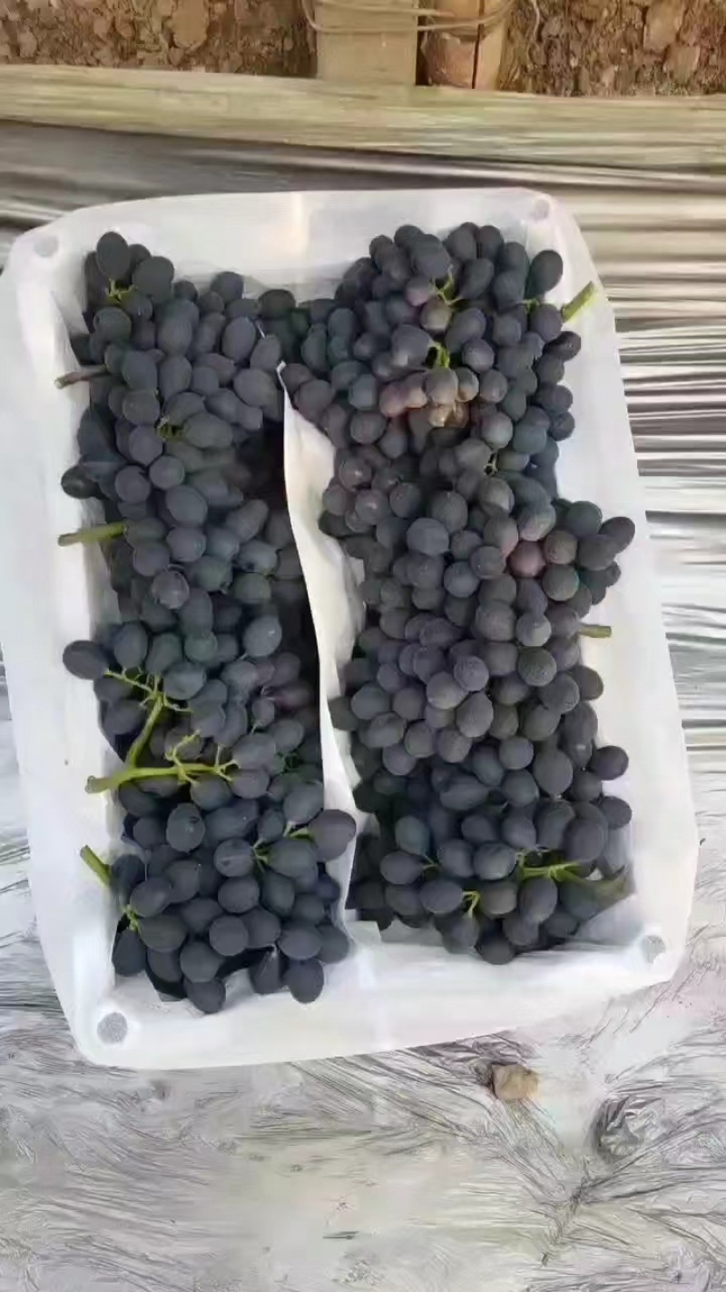 a17葡萄河北衡水饶阳县葡萄种植基地保质保量