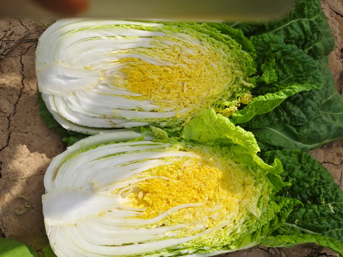娃娃菜的特写图片