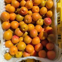 新疆阿克苏吊干杏，口感好，甜如蜂蜜一手货源产地大吨位供应