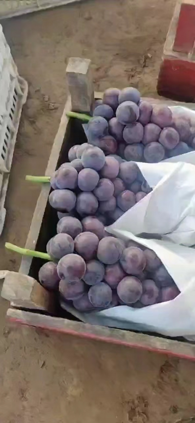 基地直发乒乓球球藤稔葡萄发往全国各地品质保障