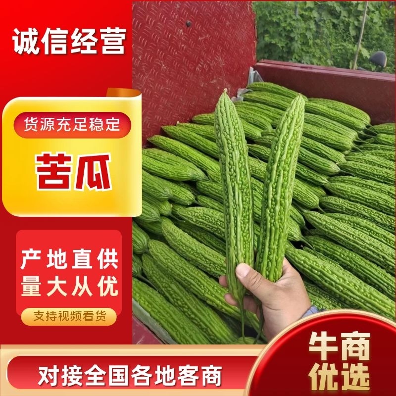 河南苦瓜/焦作苦瓜/精品苦瓜条形顺长颜色绿可市场电商代发全国