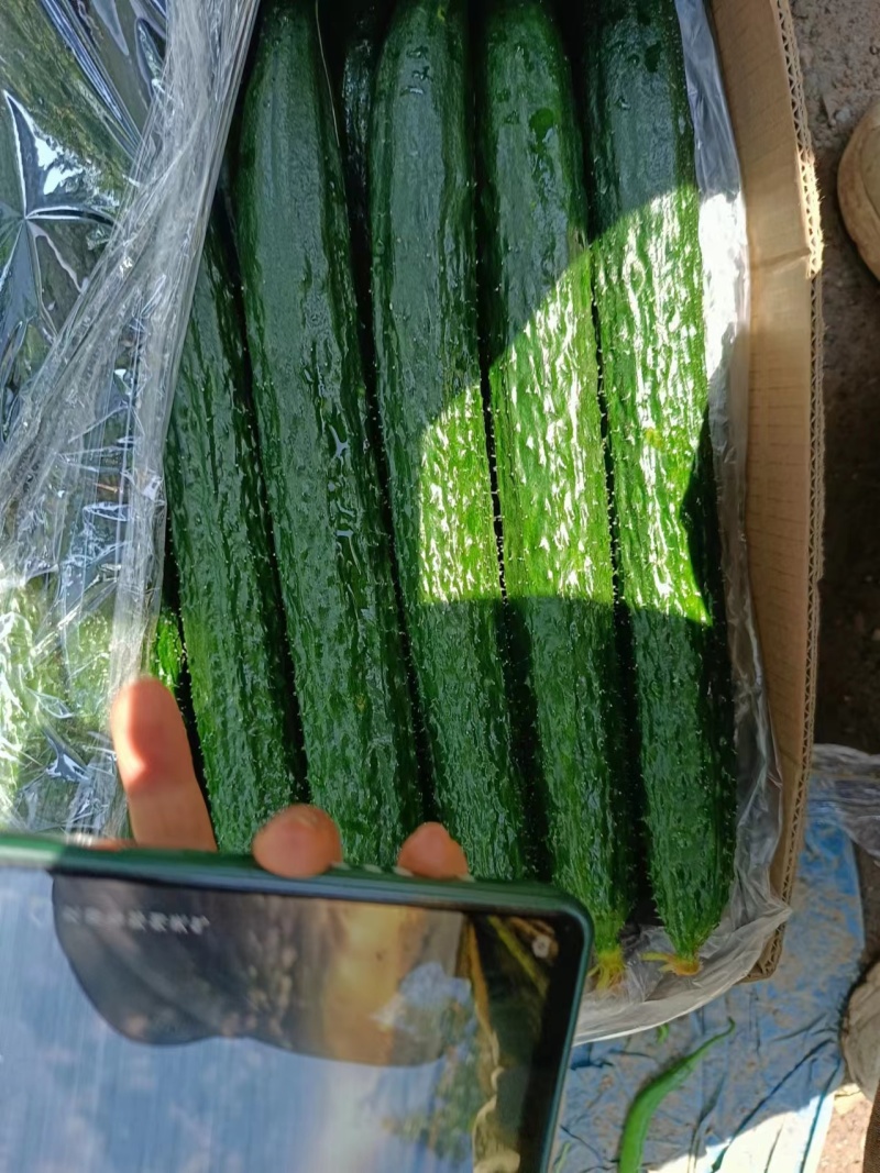 大棚黄瓜青瓜上市了量大价优口感好精品货欢迎联系