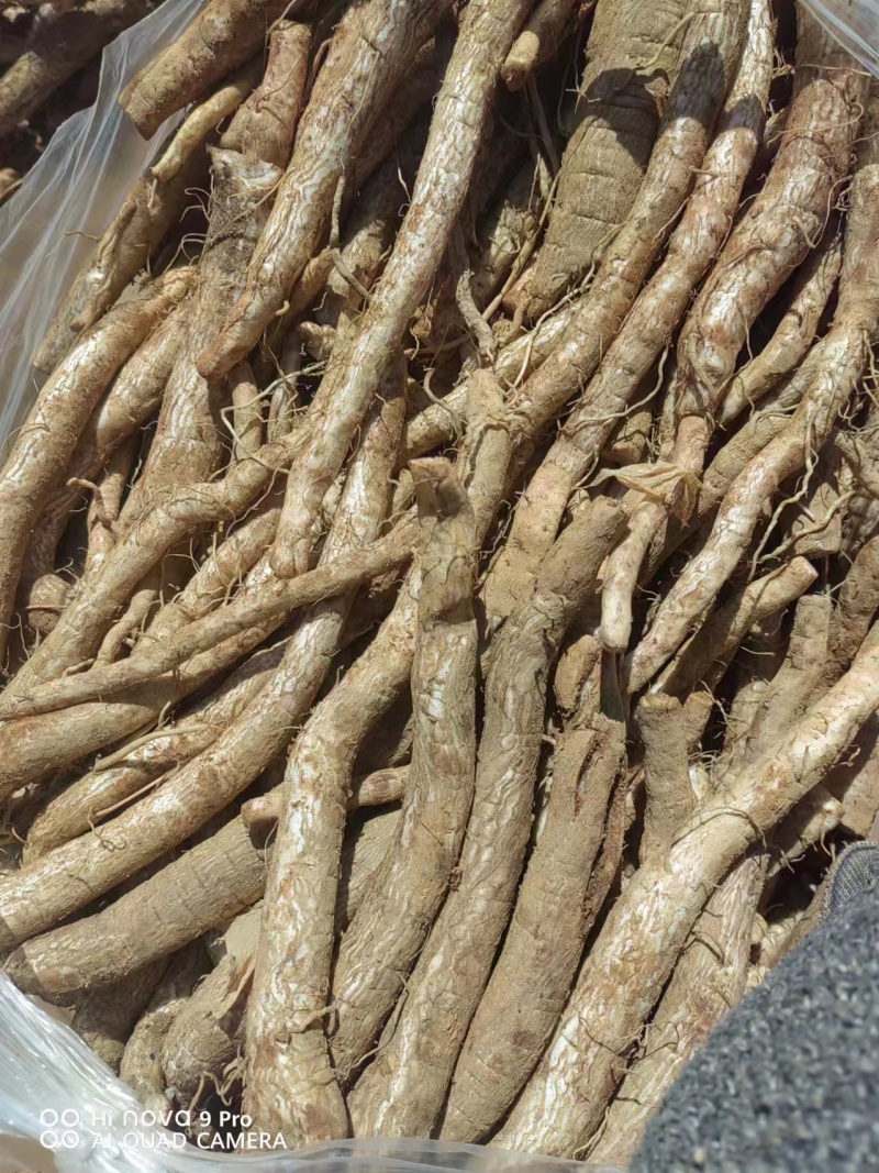 【推荐】云南马刺根鸡刺根大蓟大量上市欢迎咨询联系