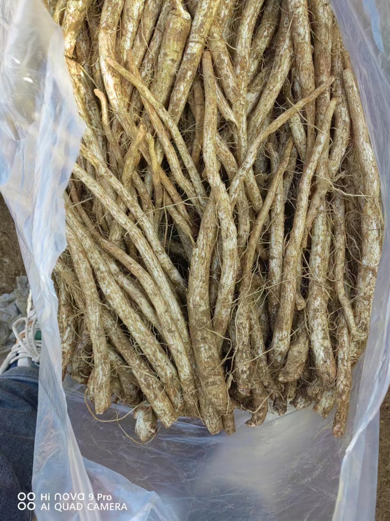 【推荐】云南马刺根鸡刺根大蓟大量上市欢迎咨询联系
