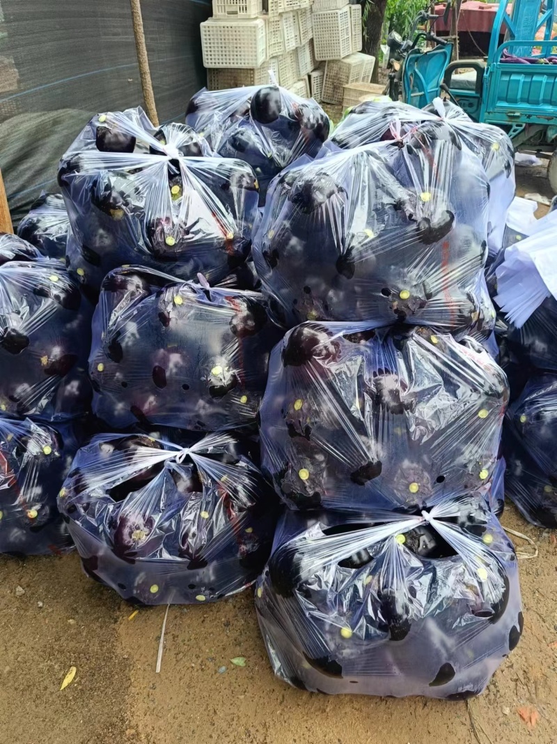 黑棒茄黑茄子黑茄王长茄子对接商超集市品相好价格优欢迎选购