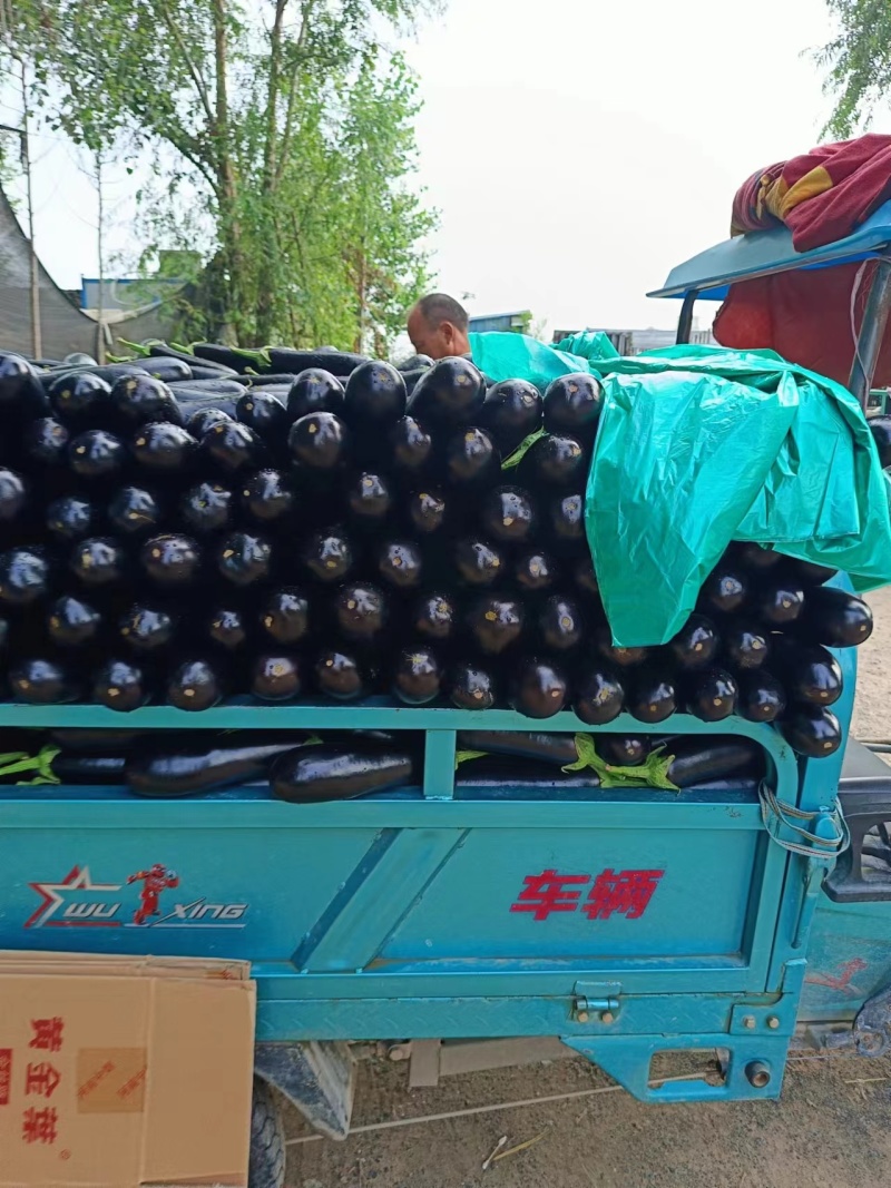 黑棒茄黑茄子黑茄王长茄子对接商超集市品相好价格优欢迎选购