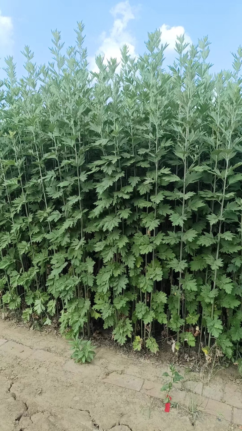 河南南阳艾草苗，基地直供，自产自销，品质保证代发全国