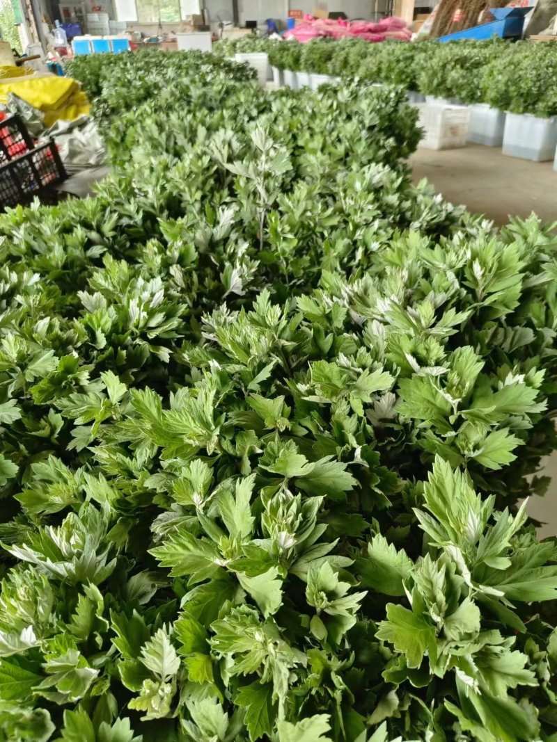 河南南阳艾草苗，基地直供，自产自销，品质保证代发全国