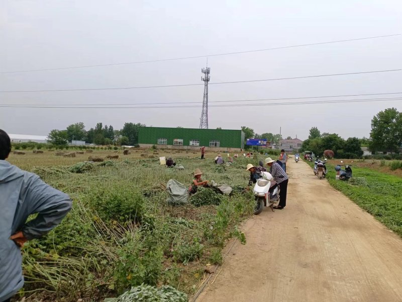 河南南阳艾草苗，基地直供，自产自销，品质保证代发全国