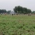 河南南阳艾草苗，基地直供，自产自销，品质保证代发全国