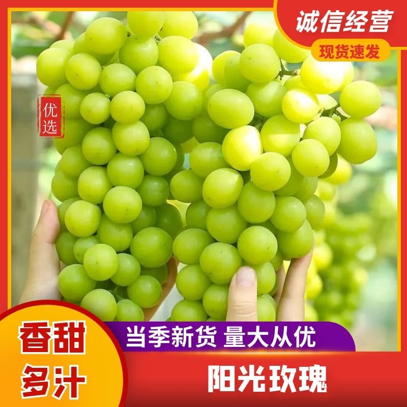 阳光玫瑰葡萄品质保证诚信经营欢迎联系接商超市场电商