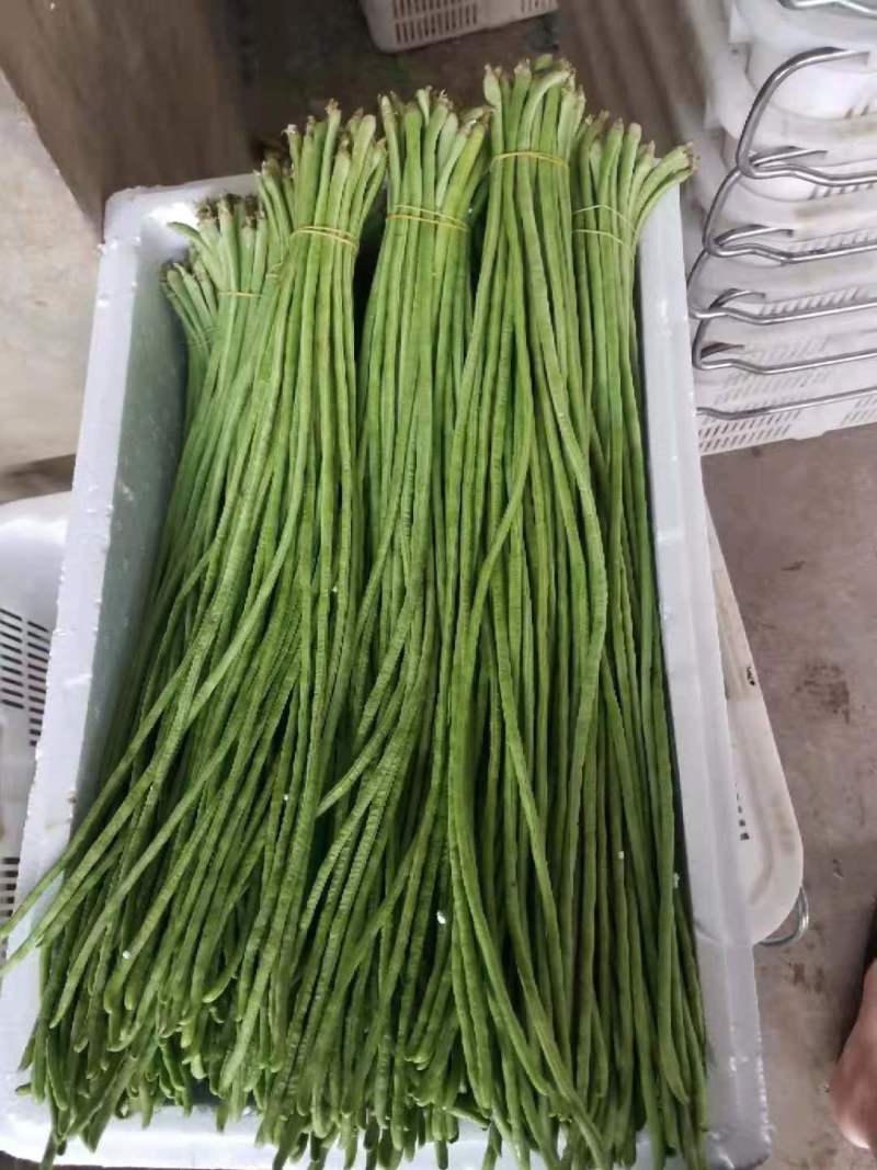 豆角云南红河长豆角大量上市质量好价格优量大从优