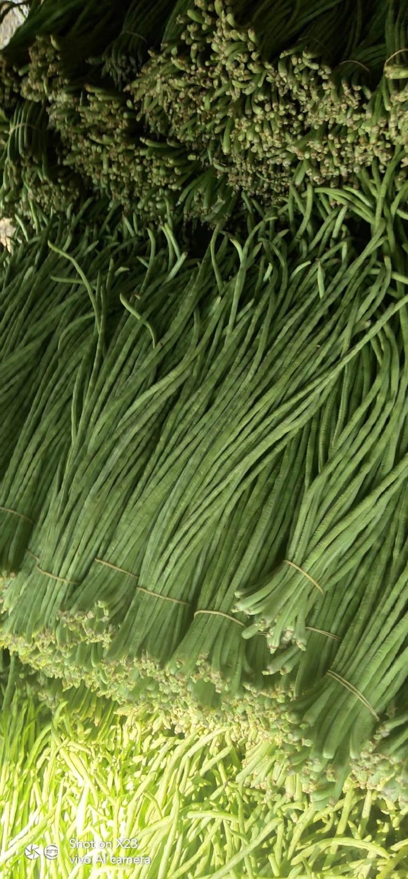 豆角云南红河长豆角大量上市质量好价格优量大从优