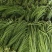 豆角云南红河长豆角大量上市质量好价格优量大从优