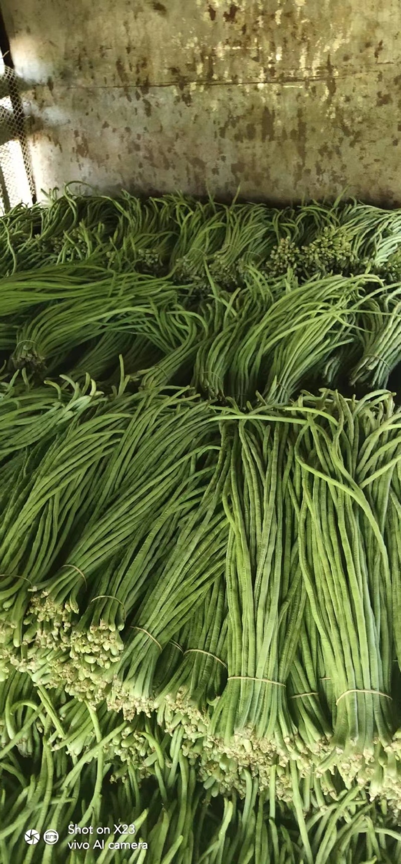豆角云南红河长豆角大量上市质量好价格优量大从优