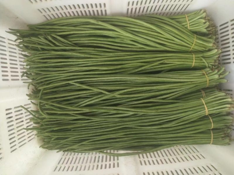 豆角云南红河长豆角大量上市质量好价格优量大从优