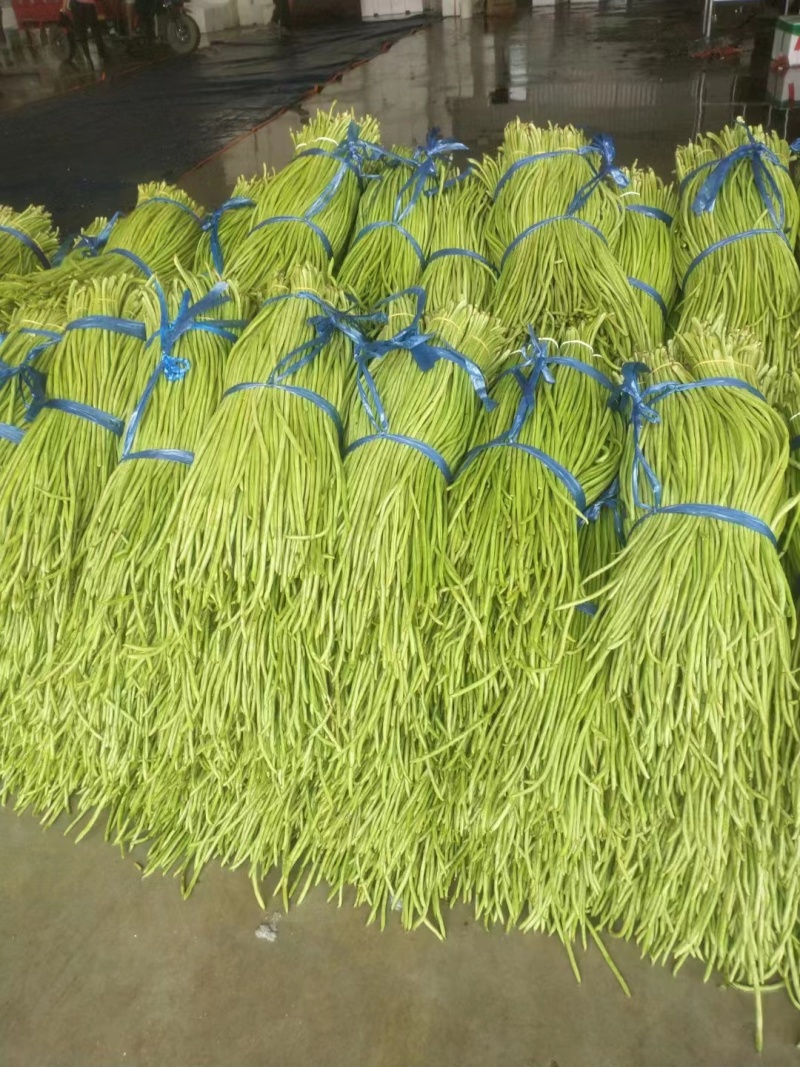 豆角云南红河长豆角大量上市质量好价格优量大从优