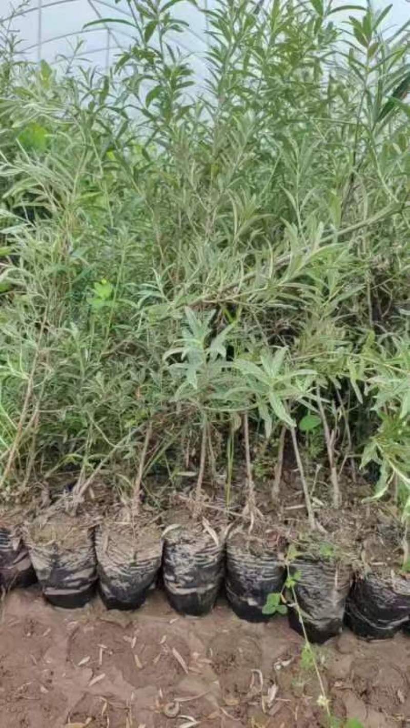 精品沙棘苗沙棘杯苗品质好成活高现挖现发量大从优