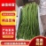 豆角云南红河长豆角大量上市质量好价格优量大从优