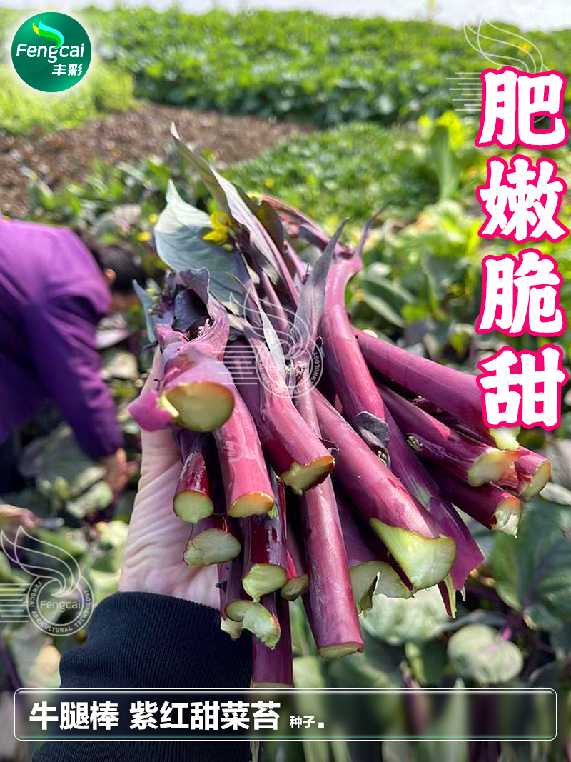 四川甜菜苔种子小尖叶红菜苔苔质肥脆甜苔色紫红