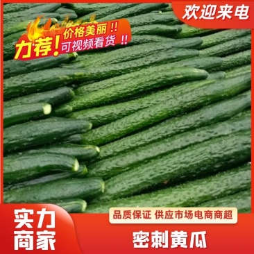 密刺黄瓜产地货源价格划算质量上乘提供各项服务欢迎客户采购