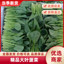 精品菠菜大叶菠菜对接电商市场商超等各类客户