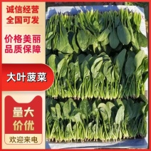 精品菠菜大叶菠菜质量保证品种纯正假一赔十