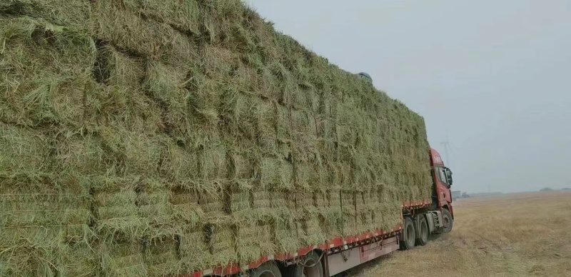 牛羊草优质草料喂牛羊马草养殖专用可视频看货