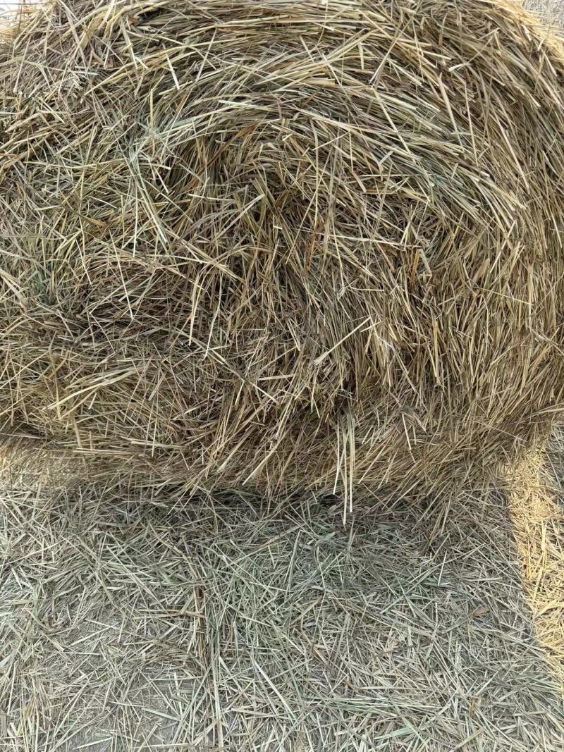 牛羊草优质草料喂牛羊马草养殖专用可视频看货