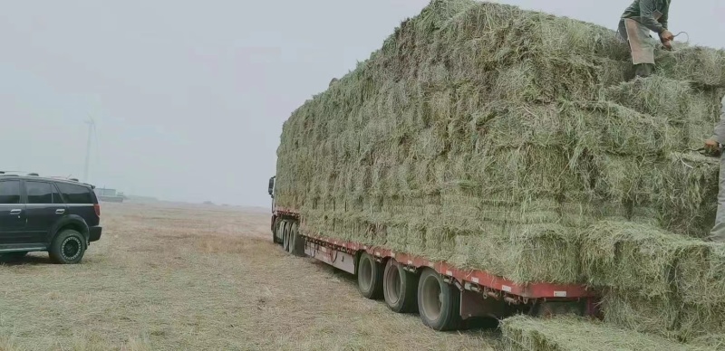 牛羊草优质草料喂牛羊马草养殖专用可视频看货