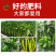 辣椒膨大叶面肥膨大三不落拉长直抗病高产保花保果上色辣椒专