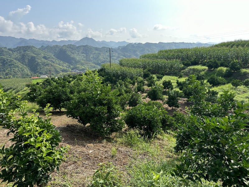 枳壳鲜果枳壳精品货源产地直供量大从优欢迎咨询