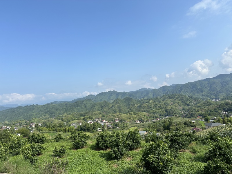 枳壳鲜果枳壳精品货源产地直供量大从优欢迎咨询