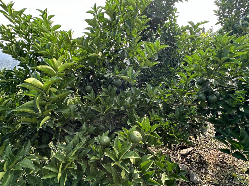 枳壳鲜果枳壳精品货源产地直供量大从优欢迎咨询