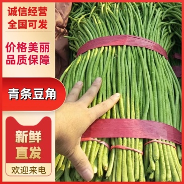 豆角精品河北青条豆角大量供应中产地直发价格便宜