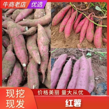 商薯19大量上条形好保证质量欢迎光临本店