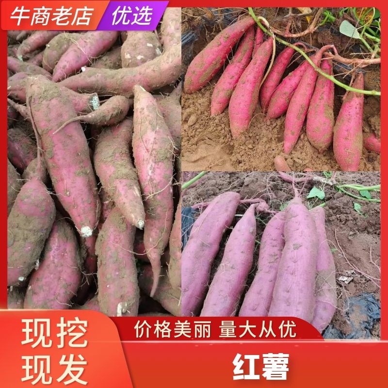 商薯19大量上条形好保证质量欢迎光临本店