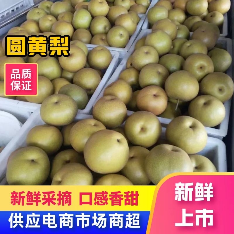 精品砀山光果圆黄梨，果面干净，大量供应！货源充足！