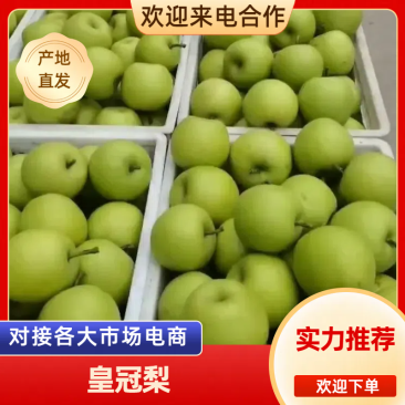 精品砀山皇冠梨，大量上市，果型端正，产地直供！代发全国