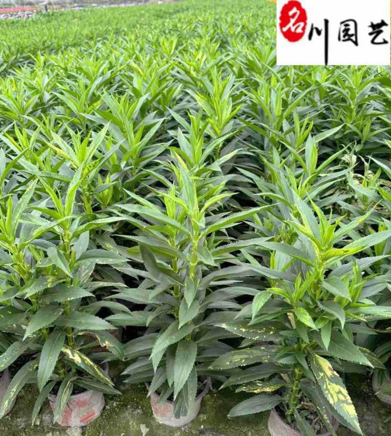 假龙头花盆栽批发花境花坛地被景观观赏花卉量大优惠