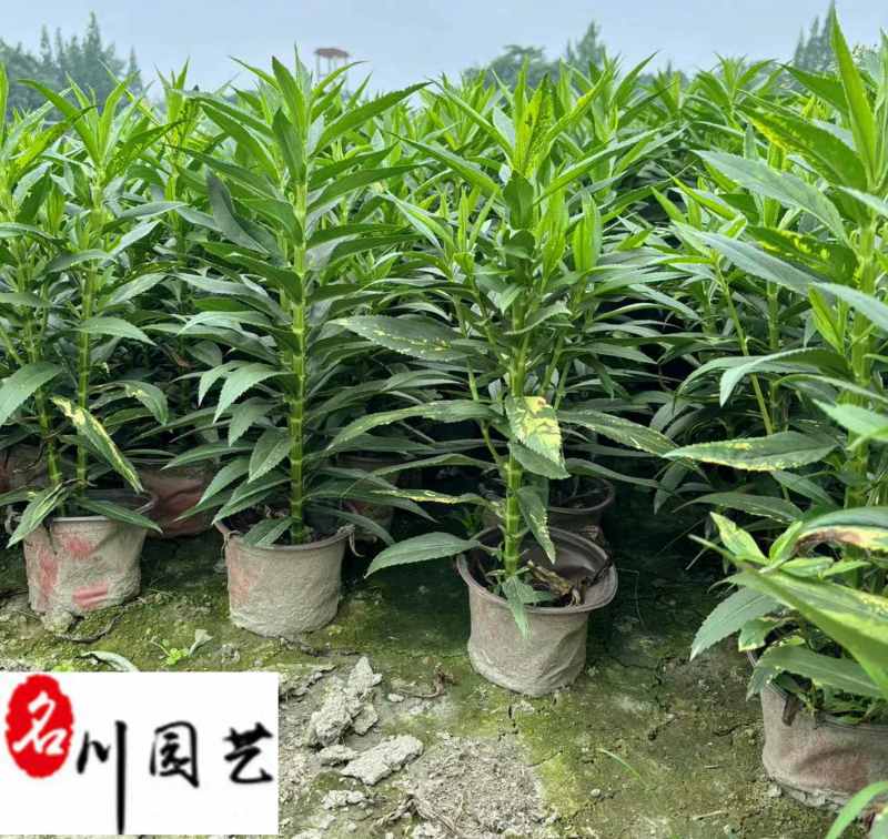 假龙头花盆栽批发花境花坛地被景观观赏花卉量大优惠