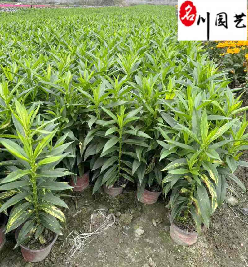 假龙头花盆栽批发花境花坛地被景观观赏花卉量大优惠