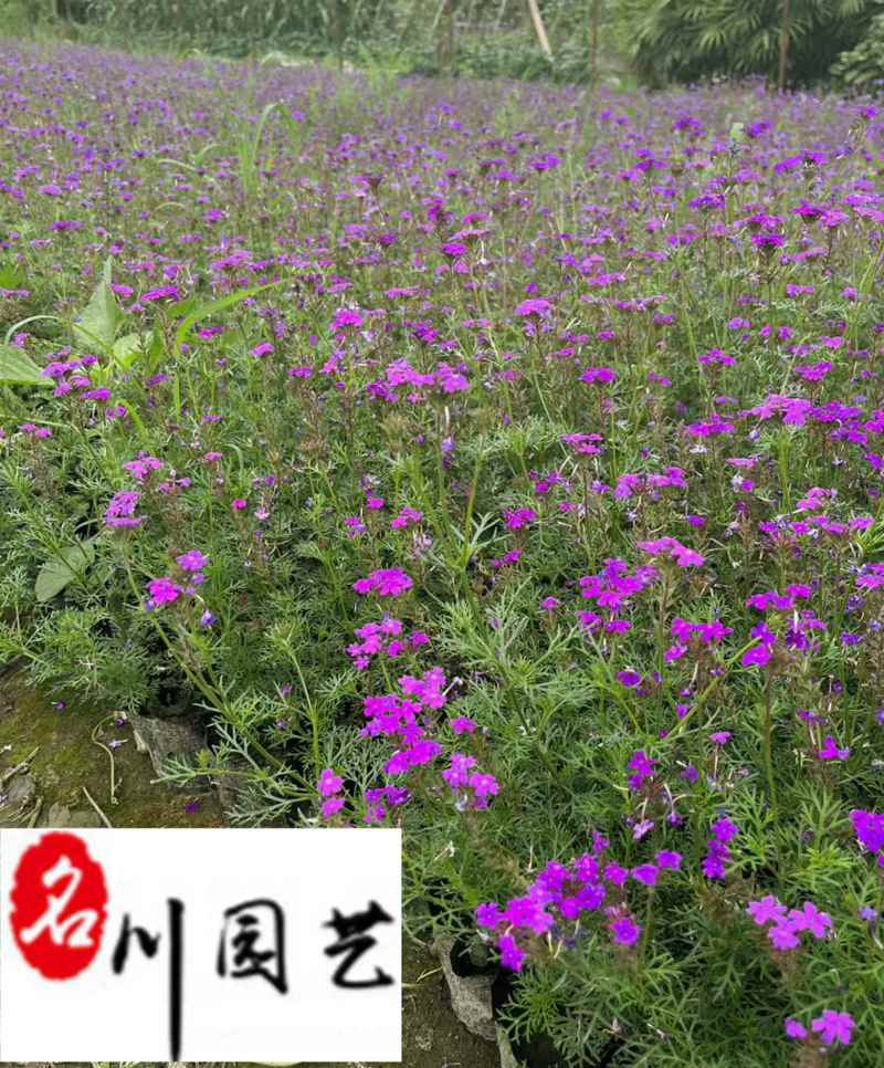 基地直供美女樱色彩丰富规格齐全花坛花境观赏花卉栽培