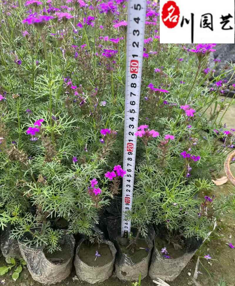 基地直供美女樱色彩丰富规格齐全花坛花境观赏花卉栽培