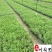 基地直供美女樱色彩丰富规格齐全花坛花境观赏花卉栽培