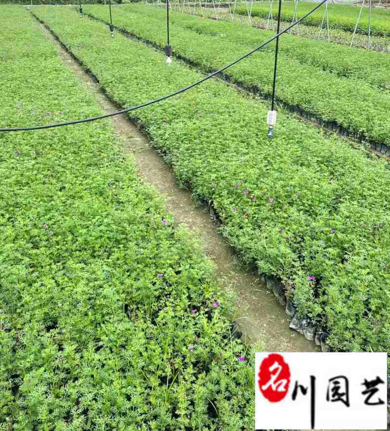 基地直供美女樱色彩丰富规格齐全花坛花境观赏花卉栽培
