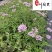 基地直供美女樱色彩丰富规格齐全花坛花境观赏花卉栽培