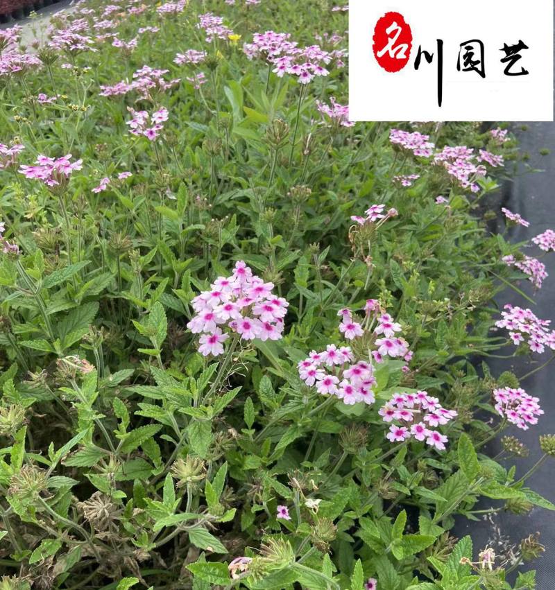 基地直供美女樱色彩丰富规格齐全花坛花境观赏花卉栽培