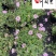 基地直供美女樱色彩丰富规格齐全花坛花境观赏花卉栽培